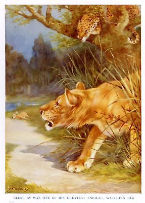 "Animal Stories"  by Velvin - 1925 - "LION & LEOPARD" - Sandtique-Rare-Prints and Maps