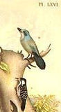 Studer's Birds - 1878 - "BAHAMA CREEPER & JAY" - Chromolithograph
