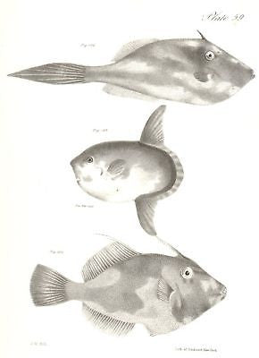 "BLOW FISH"  by de Kay - 1842 - Zoology of New York