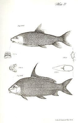 Antique Fish Prints