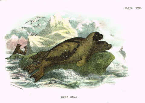 Lydekker's British Mammalia - "HARP SEAL" - Chromolithograph - 1896