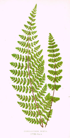 Lowe's Ferns - "CHEILANTHES HIRTA (XVIII)" - Chromolithograph - 1856