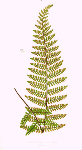Lowe's Ferns - "CHEILANTHES MICROMERA (XVI)" - Chromolithograph - 1856
