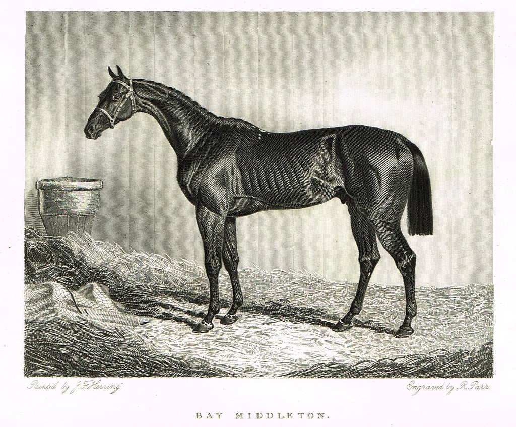 Ackermann's Sporting Magazine - HORSES - "BAY MIDDLETON" - Steel Engraving - c1838 - Sandtique-Rare-Prints and Maps