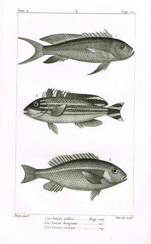 Lacepede's Fish - "LE LUTJAN ANTHIAS - Plate 4" by Pretre - Copper Engraving - 1833