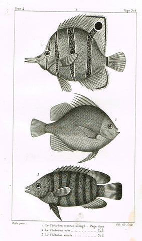 Lacepede's Fish - "LE CHETODON MUSEAU-ALONGE - Plate 11" by Pretre - Copper Engraving - 1833