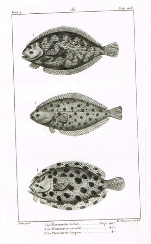 Lacepede's Fish - "LE PLEURONECTE TURBOT - Plate 16" by Pretre - Copper Engraving - 1833