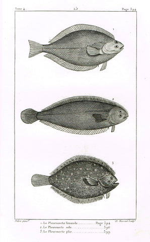 Lacepede's Fish - "LE PLEURONECTE LIMANDE - Plate 15" by Pretre - Copper Engraving - 1833