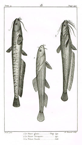 Lacepede's Fish - "LE SILURE GLANIS - Plate 18" by Pretre - Copper Engraving - 1833