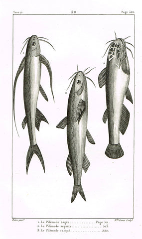 Lacepede's Fish - "LE PILEMODE BAGRE - Plate 20" by Pretre - Copper Engraving - 1833
