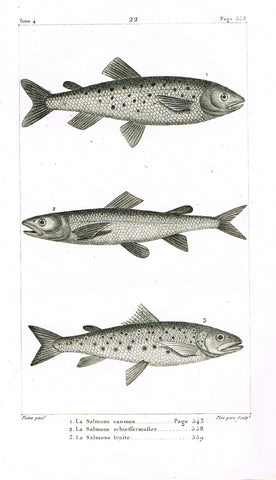 Lacepede's Fish - "LA SALMONE SAUMON - Plate 22" by Pretre - Copper Engraving - 1833