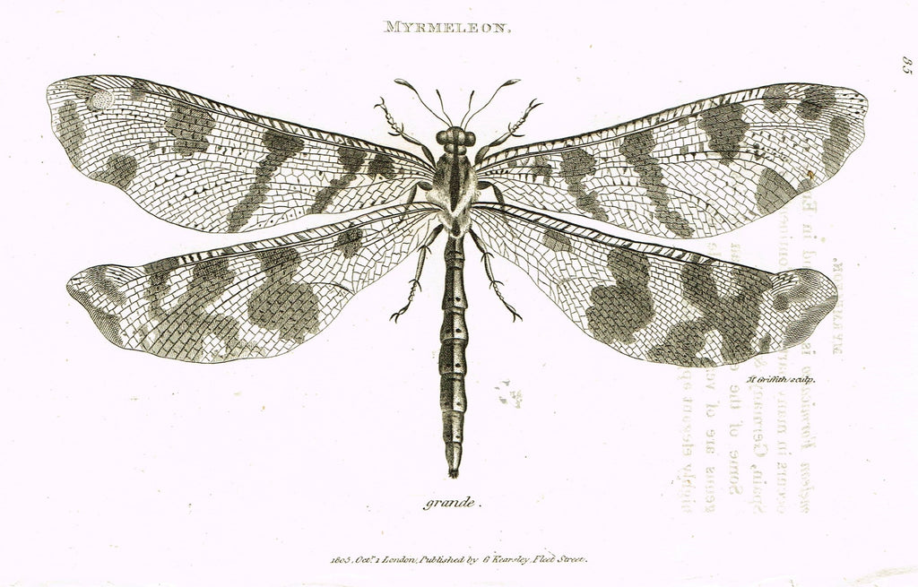 Shaw's General Zoology - (Insects) - "MYRMELEON - DRAGON FLY" - Copper Engraving - 1805