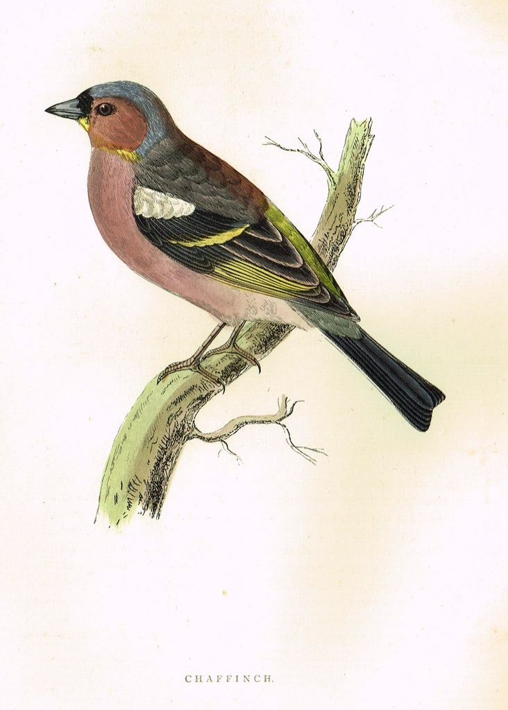 Morris's Birds - "CHAFFINCH" - Hand Colored Wood Engraving - 1895