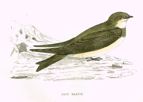 Rev. Morris's History of British Birds - "SAND MARTIN" - H-Col. Eng. - 1865