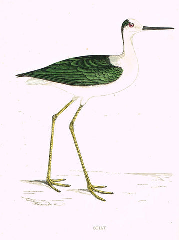 Rev. Morris's History of British Birds - "STILT" - H-Col. Eng. - 1865