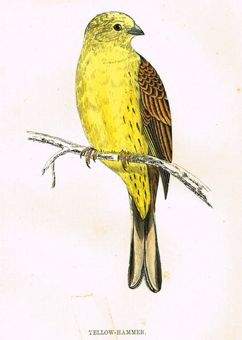 Rev. Morris's History of British Birds - "YELLOW HAMMER" - H-Col. Eng. - 1865