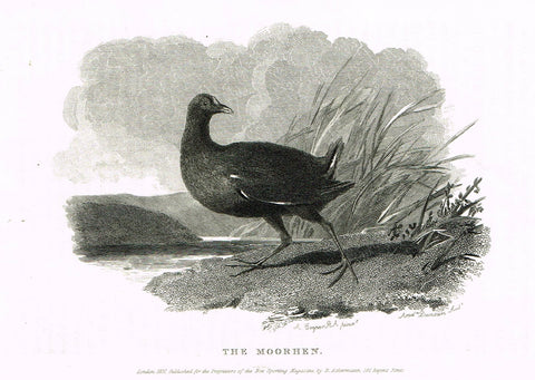 Ackermann's Sporting Magazine - Birds & Hunting - "THE MOORHEN" - Steel Engraving - c1838 - Sandtique-Rare-Prints and Maps