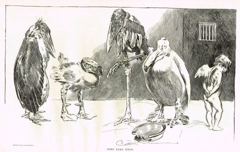 Gibson Girl Sketch - "SOME RARE BIRDS" - Lithograph Sketch - 1907