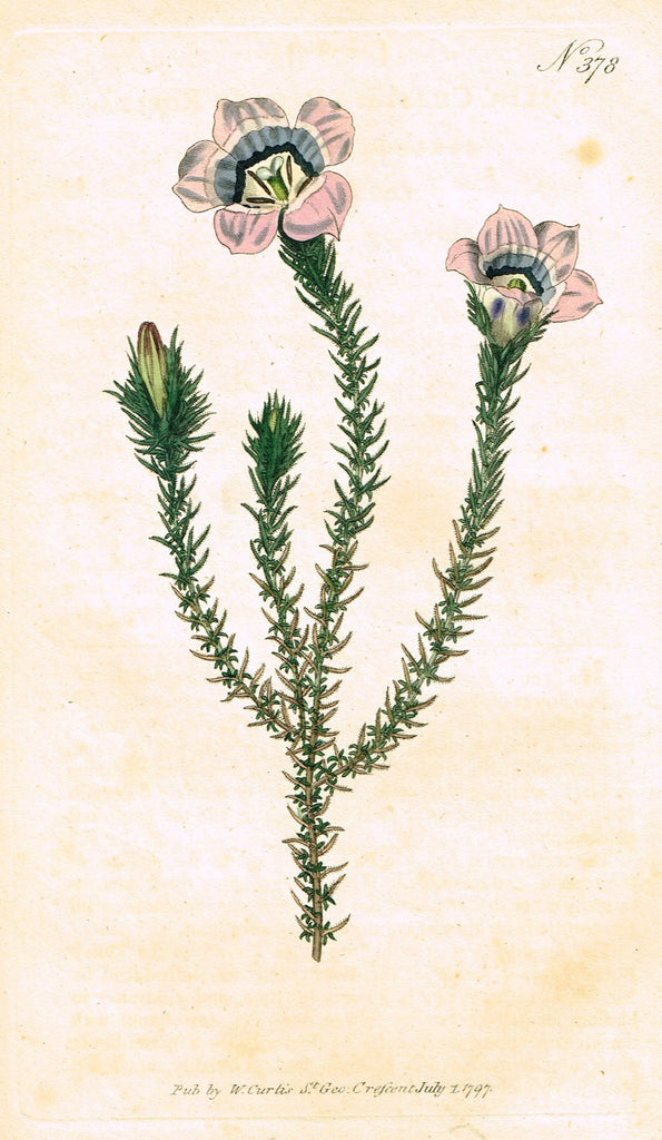 Curtis's Botanical Magazine - "PRICKLY ROELLA" (#378) - Copper Engraving - 1797