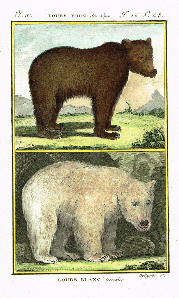 Buffon's Histoire Naturelle - "LOURS BRUN & BLANC (BEAR)" - Copper Engraving - 1799