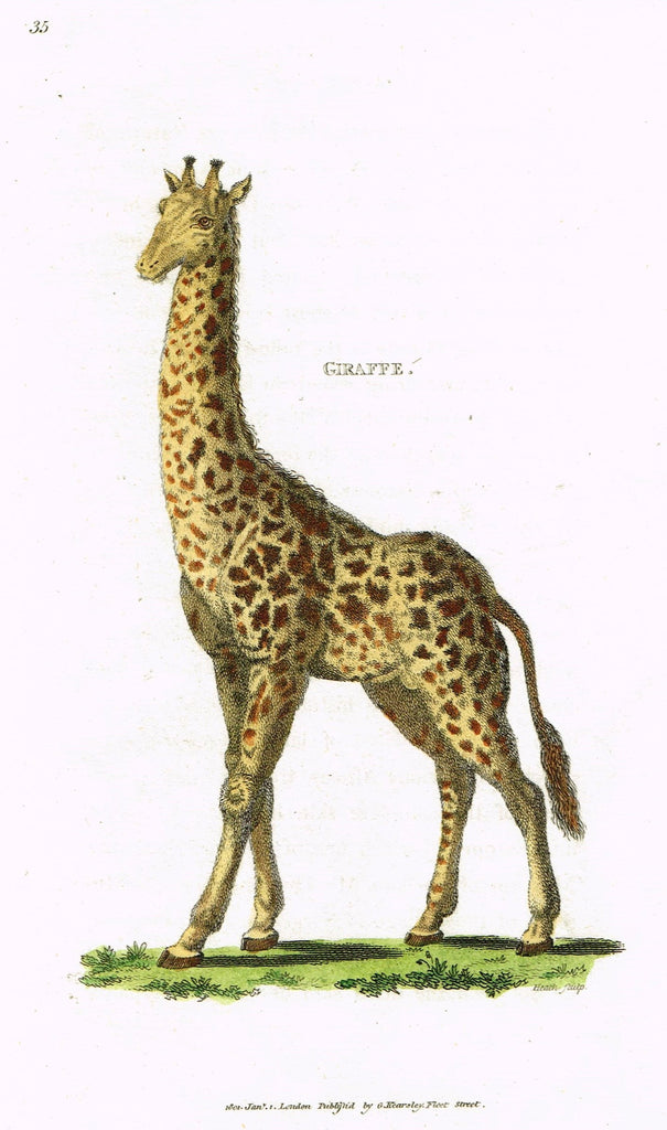 Shaw's General Zoology - "GIRAFFE" - Copper Engraving - 1800