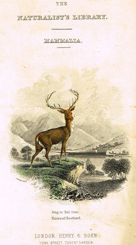 Jardine's Animals - "FRONTISPIECE - STAG OR RED DEER" - Hand-Colored Engraving - 1833