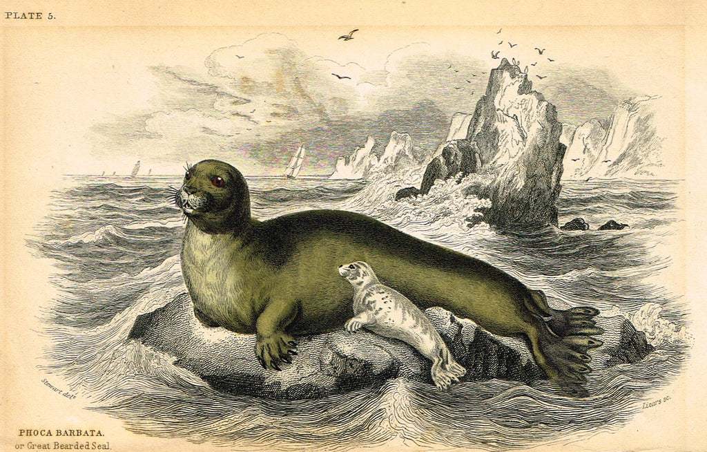 Jardine's Animals - "GREAT BEARDED SEAL" - Hand-Colored Engraving - 1833