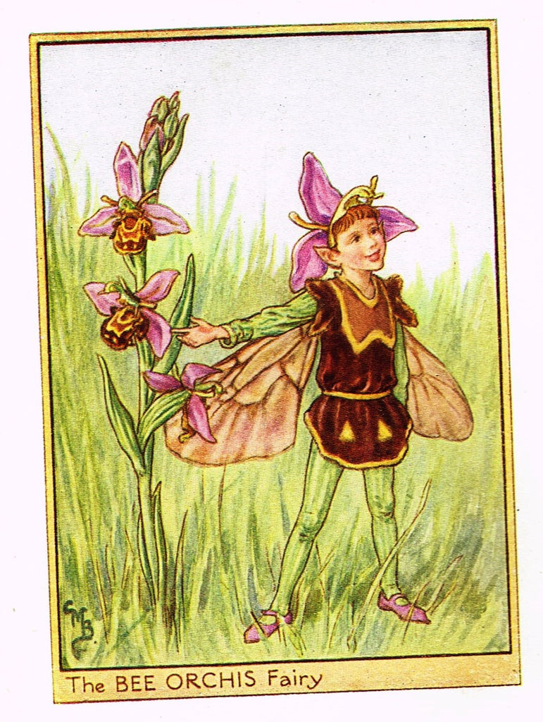 Cicely Barker's Fairy Print - "THE BEE ORCHIS FAIRY" - Children's Lithogrpah - c1935
