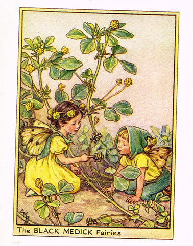 Cicely Barker's Fairy Print - "THE BLACK MEDICK FAIRIES" - Children's Lithogrpah - c1935