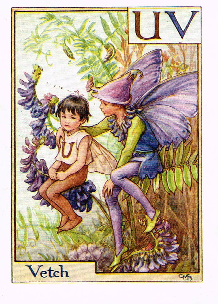 Cicely Barker's Fairy Print - "VETCH" - Children's Lithogrpah - c1935