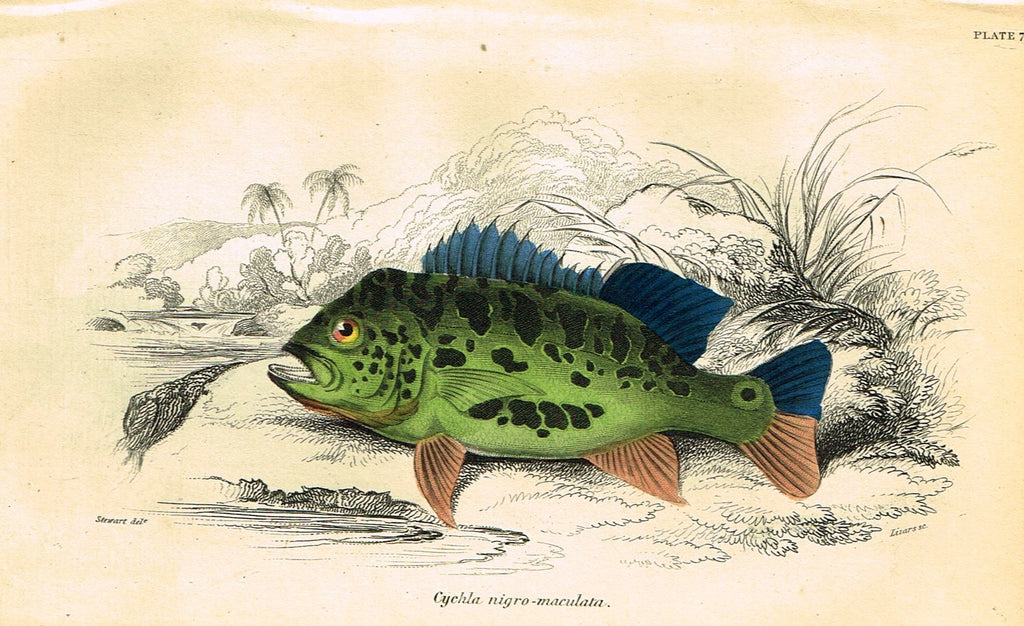 Jardine's Fish - "CYCHLA NIGRO-MACULATA" - Plate 7 - Hand Colored Engraving - 1834