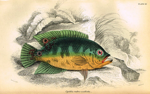 Jardine's Fish - "CYCHLA RUBRO-OCELLATA" - Plate 10 - Hand Colored Engraving - 1834