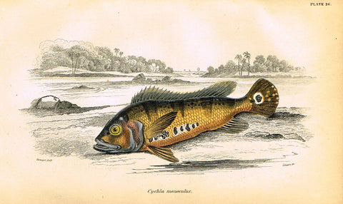 Jardine's Fish - "CYCHIA MONOCULUS" - Plate 26 - Hand Colored Engraving - 1834