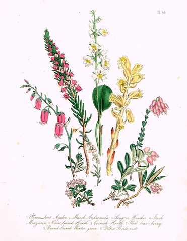 Louden's  Wild Flowers - "PROCUMBENT AZALEA" -  Hand Colored Lithograph - 1846