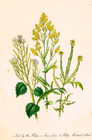 Louden's  Wild Flowers - "HEDGE MUSTARD" -  Hand Colored Lithograph - 1846