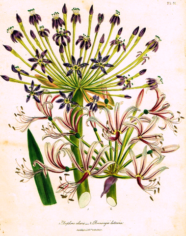 Louden's  Wild Flowers - "BUPHONE CILIARIS" -  Hand Colored Lithograph - 1846