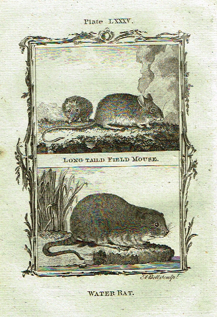 Buffon's - "LONG TAILED FIELD MOUSE & WATER RAT" - Copper Engraving - Plate LXXXV - 1791
