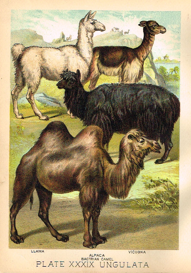 Johnson's Animal Kingdom - "ALPACA" - Chromo - 1880