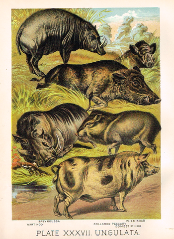 Johnson's Animal Kingdom - "WART HOG" - Chromo - 1880