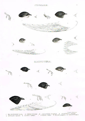 Gray Antique Bird Print -  "CYPSELINAE" - Lithograph - 1844