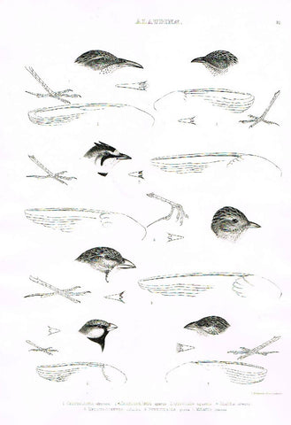 Gray Antique Bird Print -  "ALAUDINAE" - Lithograph - 1844