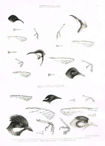 Gray Antique Bird Print -  "MYZOMELINAE" - Lithograph - 1844