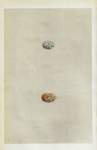 Bird Eggs - "MOUNTAIN FINCH" -  Colored Engraving - 1856