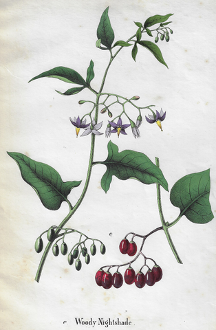 Poisonous Plants "WOODY NIGHTSHADE" - Hand Colored Lithograph - c1850