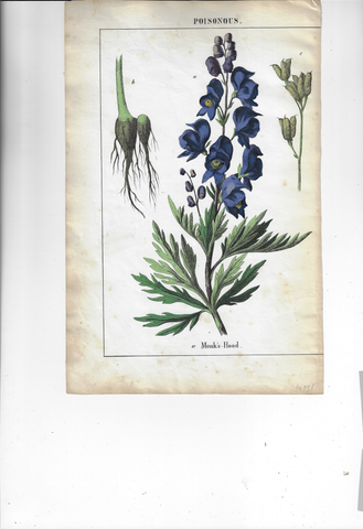 Poisonous Plants "MONK'S HOOD" - Hand Colored Lithograph - c1850