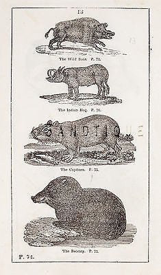 "HISTORY OF THE EARTH" by Goldsmith -1810- WILD BOAR, INDIAN HOG & PECCARY - Sandtique-Rare-Prints and Maps