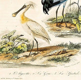 D'Orbigny's Birds - "L'AIGRELTE & LA GRUE" - Hand Col Eng - 1867