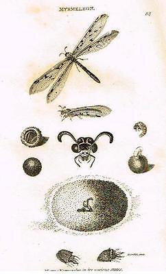 BUFFON'S ANTIQUE INSECT PRINT
