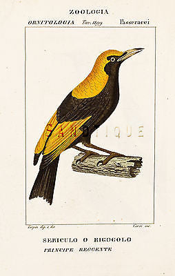 Turpin's Bird Prints - "SERICULO O RIGOGOLO" - Hand-Colored Eng- 1837
