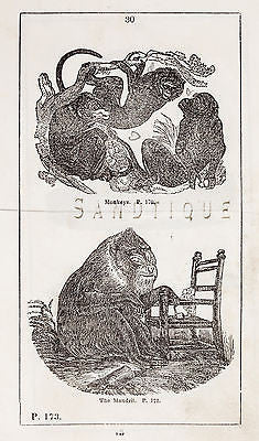 "HISTORY OF THE EARTH" by Goldsmith -1810- MONKEYS & THE MANDRIL - Sandtique-Rare-Prints and Maps